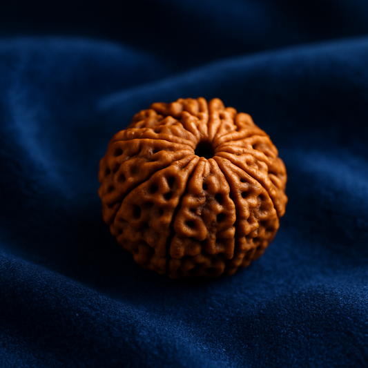 Rudraksh (Utrasum Bead)